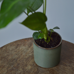 green flower pot - Photo 1 
