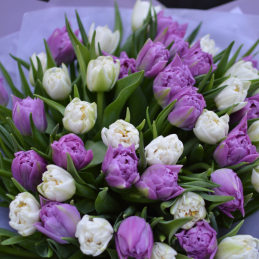mixed tulips - Photo 2 
