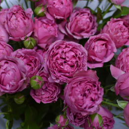 bouquet of 'Misty Bubbles' spray roses - Photo 1 